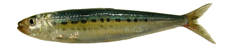 Pacific sardines are blue-green on the back and have white flanks with one to three lengthwise rows of dark spots.