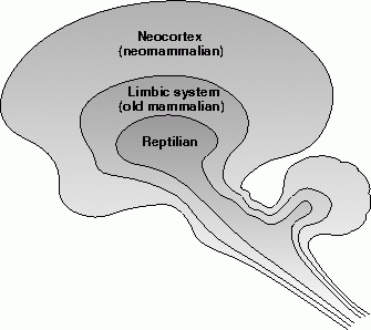 Brain-layers