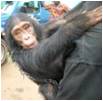 Chimpanzees in Central African Republic