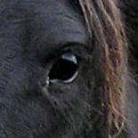 Eye and forelock of a black horse with forelock bleached to red