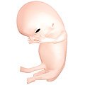 Embryo at 8 weeks after fertilization[17]