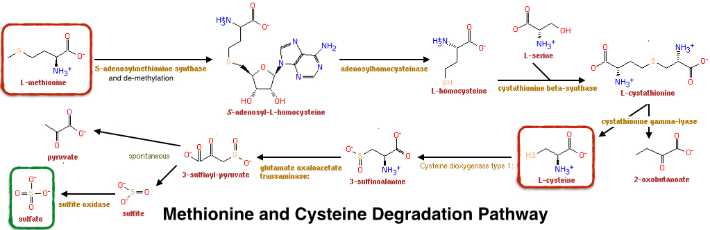 Methionine and Cystine Degradation Pathway