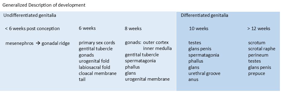Chart of the generalized male reproductive system embryionic