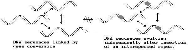 Insertion of interspersed DNA unlinking a gene pool