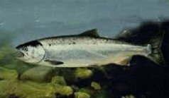 The parr lose their camouflage bars and become smolt as they become ready for the transition to the ocean