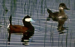 Ruddy duck, this breeding species is typically found in Puerto Rico's northern coastal areas.