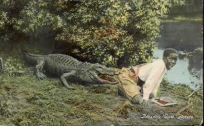 Alligator bait postcard, 1911