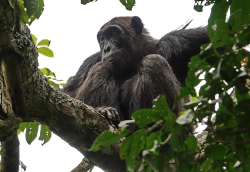 Chimp in foliage in Kyambura game reserve