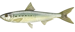 The Pacific sardine, Sardinops sagax caerulea