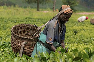 Ein Feldarbeiter pflückt Blätter auf einer Teeplantage