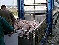 Image 32Pigs being loaded into their transport (from Livestock)