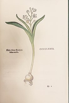 Illustration of a "Hyacinth" by Leonhart Fuchs 1n 1543, renamed Scilla bifolia by Linnaeus in 1753