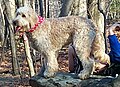 Mixed-breed dog ("Goldendoodle")
