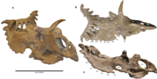 Brown dinosaur skull with many horns in three views