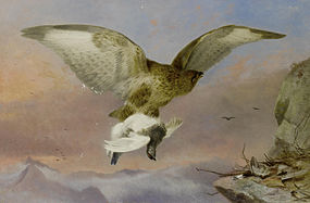 Buzzard with Ptarmigan (1876)