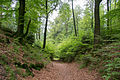 Östlicher Teutoburger Wald (Schlangen)