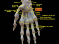 Right wrist joint. Deep dissection. Anterior (palmar) view.