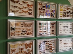 Butterflies on display