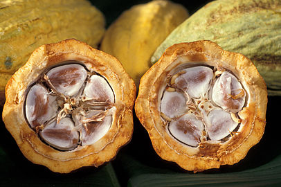 Cacao seed in the fruit or pocha
