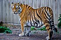 An Amur tiger (Panthera tigris tigris as of 2017)[27]