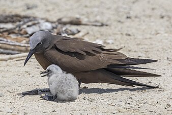 A. s. pileatus with chick