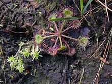 Einheimische Moorpflanzen (Drosera rotundifolia, Sphagnum spec.) am Naturstandort des Saugarten-moores