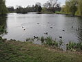 Lake in Foots Cray Meadows