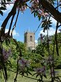 St Mary's Church tower through the clematis