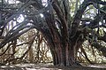 Ormiston Yew, outside the town, one of Scotland's few ancient layering yews