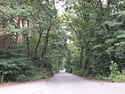 Waldnesselweg