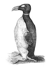 Only known illustration of a great auk drawn from life