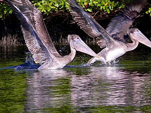 Brown pelicans fish and nest in mangrove forests
