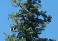 Grannen-Tanne (Abies bracteata) in Kalifornien