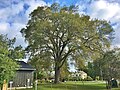American elm tree in Great Barrington, Massachusetts (September 2019)