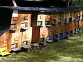 Bee boxes made of wood