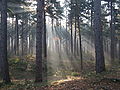 Crepuscular rays in the woods of Kasterlee