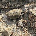 Closeup of desert tortoise at Red Rock Canyon National Conservation Area, 2020
