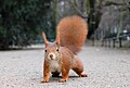 3rd place: Red Squirrel with pronounced winter ear tufts in the Hofgarten in Düsseldorf, by Ray eye (CC-BY-SA-2.0-DE)
