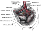 Internal iliac artery branches