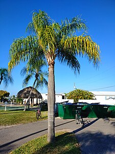 Syagrus romanzoffiana growing in Central Florida