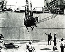 Unloading US Army mules in Naples, Italy, in September, 1944