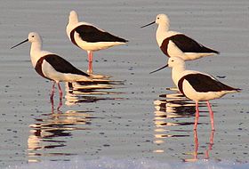 Group of four banded stilts standing in shallow water