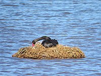 nest at Booragoon Lake