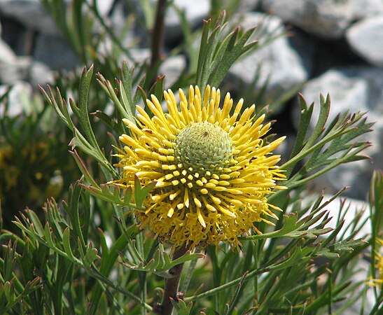 The Australian shrub Isopogon anemonifolius was one of two featured articles that helped catapult Cas Liber (submissions) to first place.