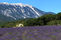 View across lavender field to Mont Ventoux
