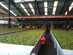 Ausgelegte Teeblätter in der Rubaya-Teefabrik