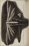 Diagram of a plume moth from Robert Hooke's Micrographia