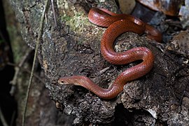 Oligodon huahin, Hua Hin kukri snake - Kaeng Krachan National Park (32625377028)