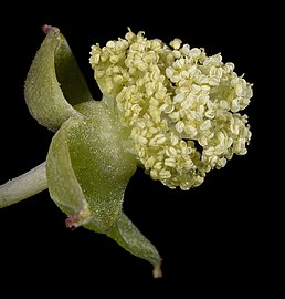 Male flower