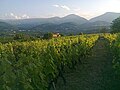 A vineyard in Naoussa, central Macedonia
